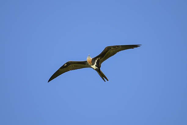 istock Great frigatebird, bird 637812936