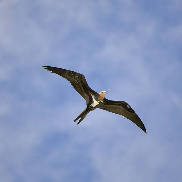 istock Great frigatebird, bird 637813062