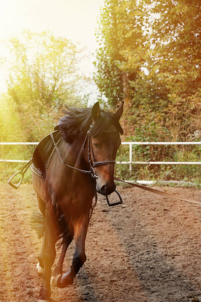 istock Horse harness  on the racetrack . 637813524