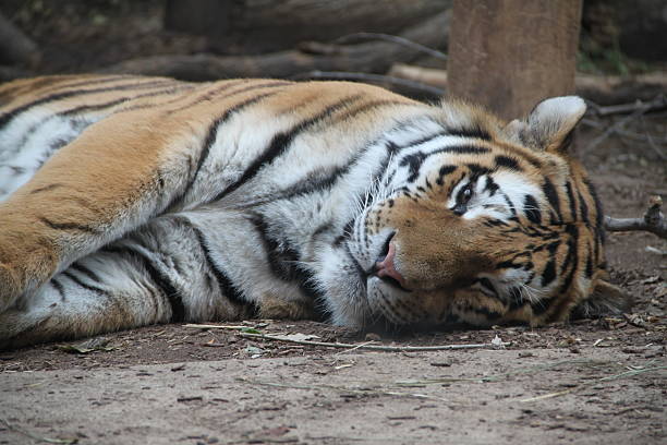 istock Tiger Sleeps in a Zoo 637813758