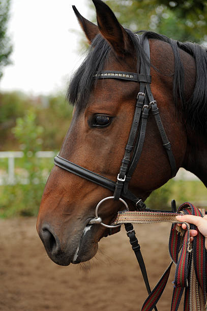 istock Horse head portrait in harness  . 637814324