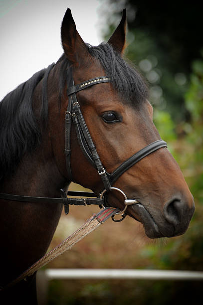 istock Horse head portrait in harness  . 637814544