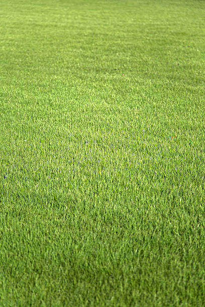 istock Close up view at green grass 637814718