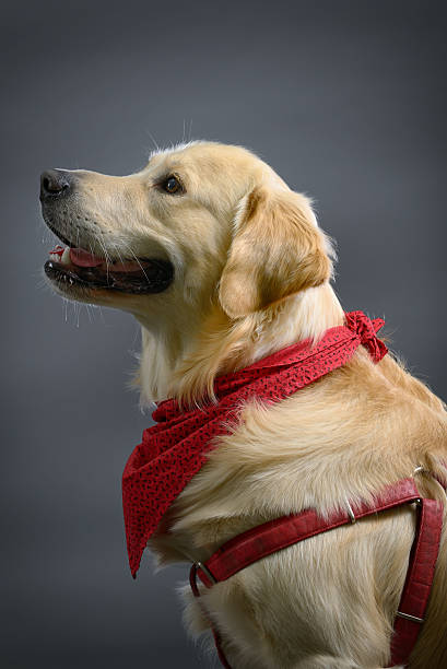 istock golden retriever dog 637815706