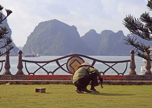 streetworker zieht unkraut vom rasen - halong bay stock-fotos und bilder