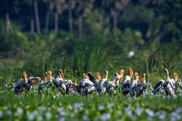 istock Painted Stork in Panama nature reserve, Sri Lanka 637817482