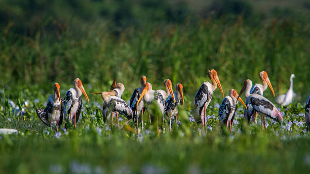 Painted Stork in Panama nature reserve, Sri Lanka
