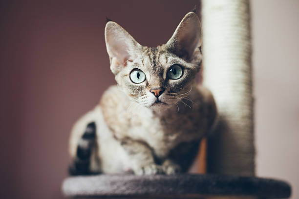 istock Portrait of a beautiful Devon Rex 637818650