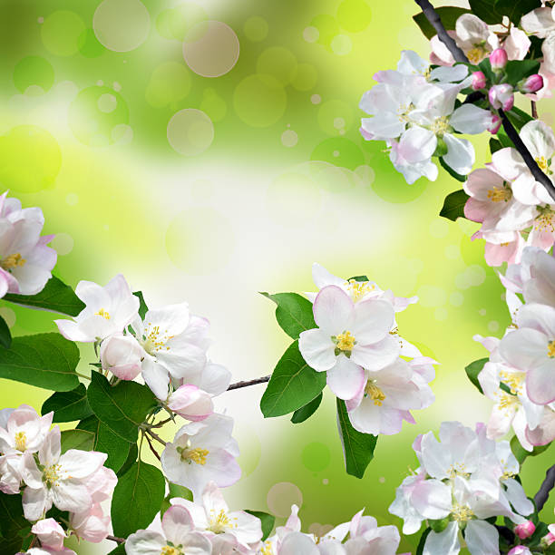 istock Branches of apple blossom and delicate young leaves. Beautiful spring. 637819080