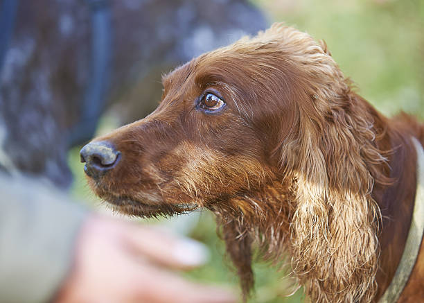 istock Red Irish Setter old portrait 637820358