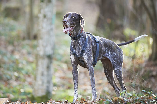 Pretty Gsp 460+ Gsp Stock Photos, Pictures & Royalty-Free Images - iStock