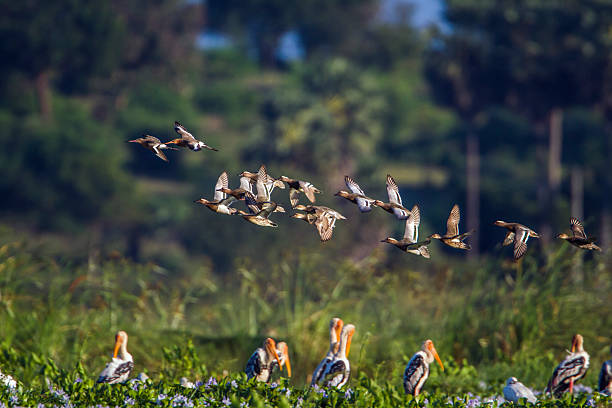 istock Garganey in Arugam bay lagoon, Sri Lanka 637820996