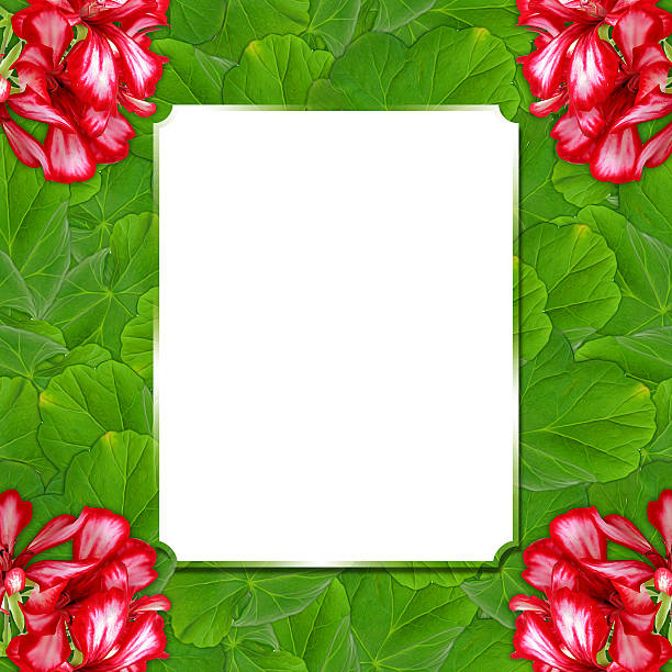 istock background pattern texture made of geranium flower with text fra 637823378