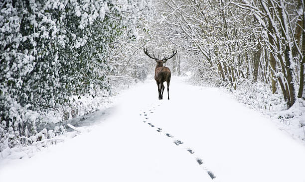 Beautiful red deer stag in snow covered festive season Winter stock photo