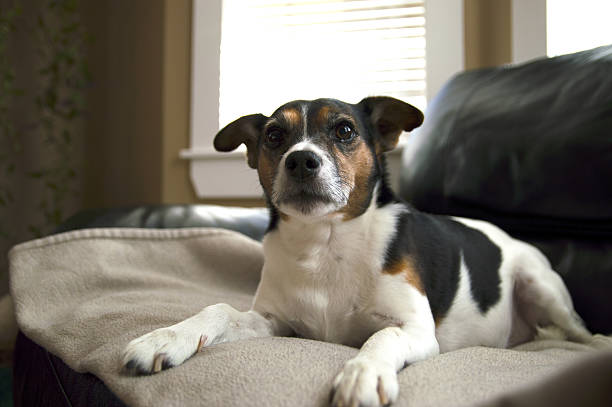 istock Jack Russell terrier dog relaxing beige blanket abstract bohkeh 637824614