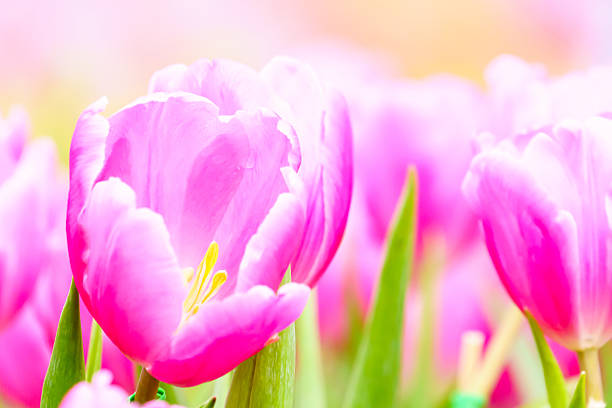 istock Pink tulip in garden 637825754