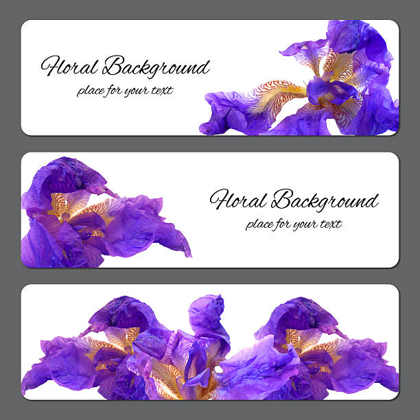 background texture made of dark blue, purple  perspective delicate flowers of iris with pressed yellow and white petals and place for text