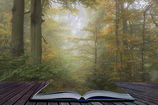 Stunning vibrant evocative Autumn Fall foggy forest landscape coming out of pages of book