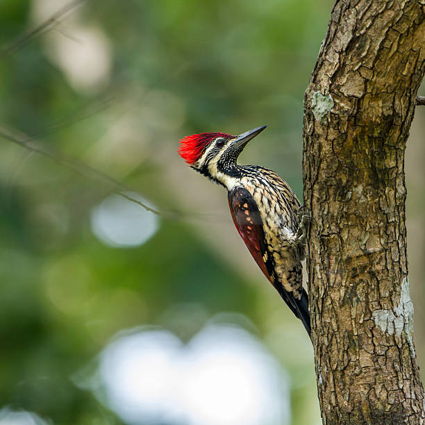 istock Black-rumped flameback in Minneriya national park, Sri Lanka 637826598