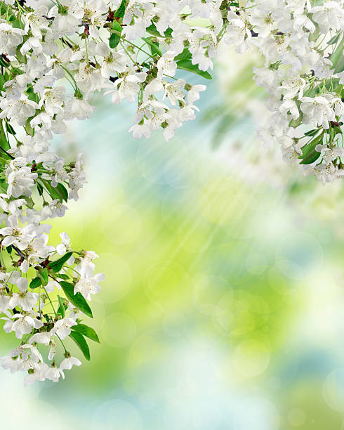 istock Cherry blossoms in the sunlight. Spring day in the garden. 637827598