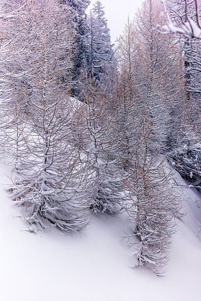 istock Trees in the Swiss Alps under an heavy snowfall - 637827840