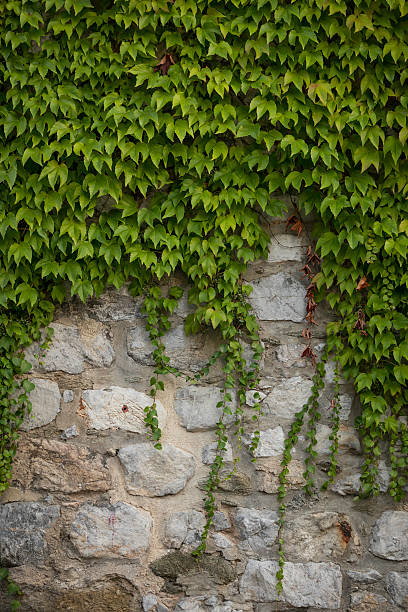 istock stone wall with green plant steams 637828814