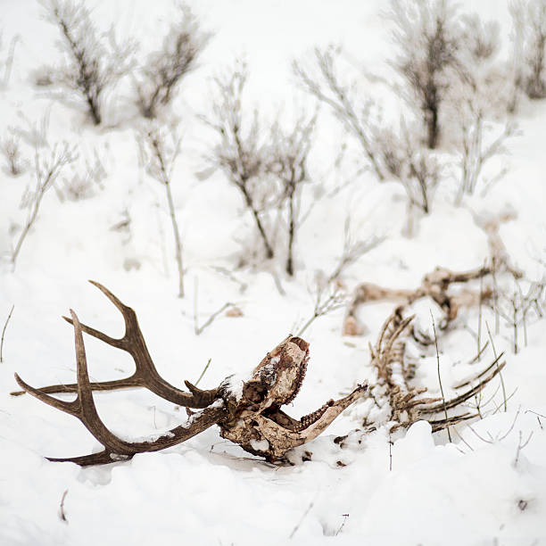 istock Winter killed deer buck 637828852