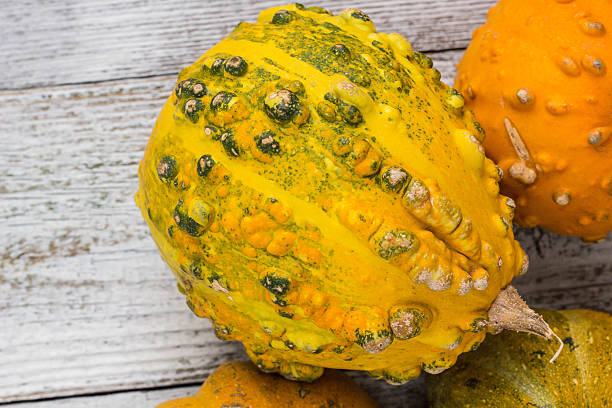istock Different kind of pumpkins and winter squashes 637828964