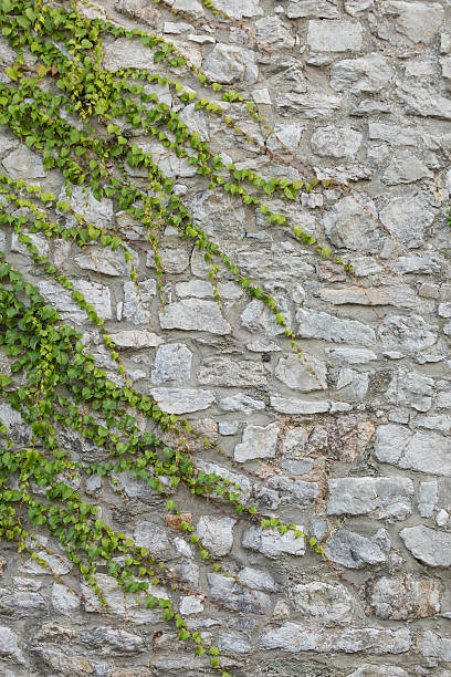 istock stone wall with green plant steams 637829170