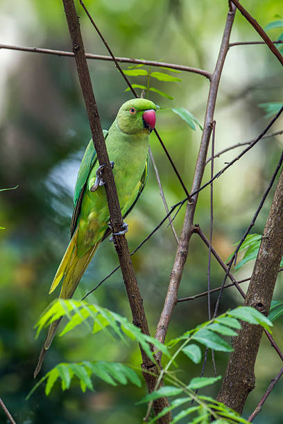 rosensittich im minneriya nationalpark, sri lanka - invasive specie stock-fotos und bilder