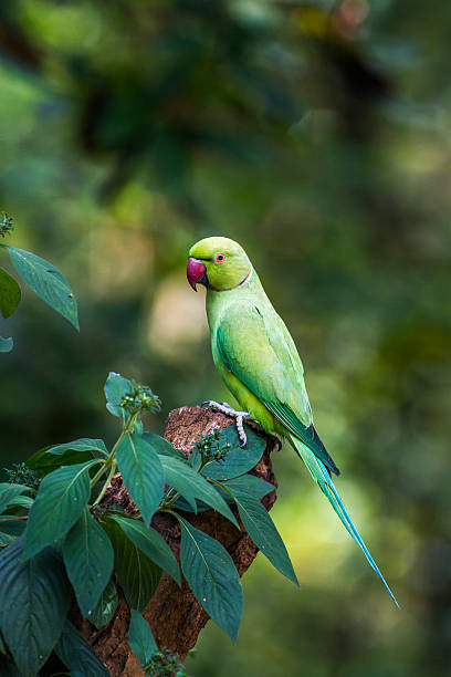 rosensittich im minneriya nationalpark, sri lanka - invasive specie stock-fotos und bilder