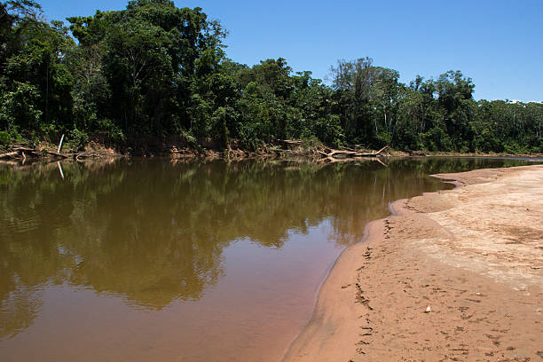 istock Brown river sandy beach in the Bolivian Amazon jungle. 637832156