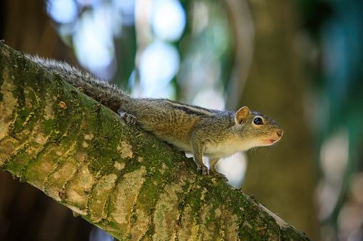 Squirrel in a tree in the Herastrau park in Bucharest.