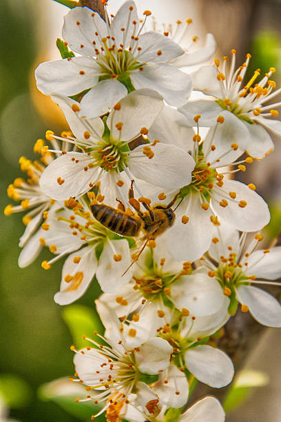 istock Honey bee collecting pollen from flowers 637834026