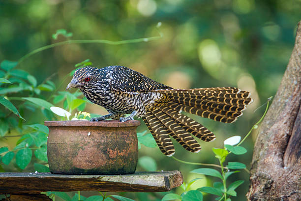 Asian koel in Minneriya national park, Sri Lanka specie Eudynamys scolopaceus family of Cuculidae common cuckoo stock pictures, royalty-free photos & images