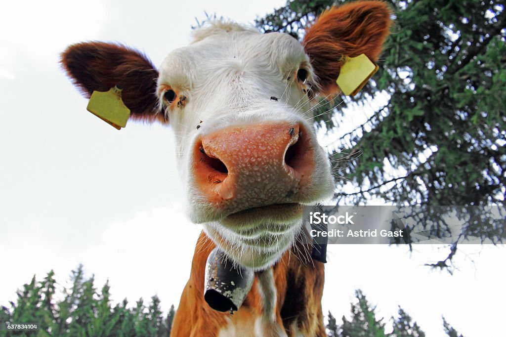Wide angle view of a young Simmental cattle Agriculture Stock Photo
