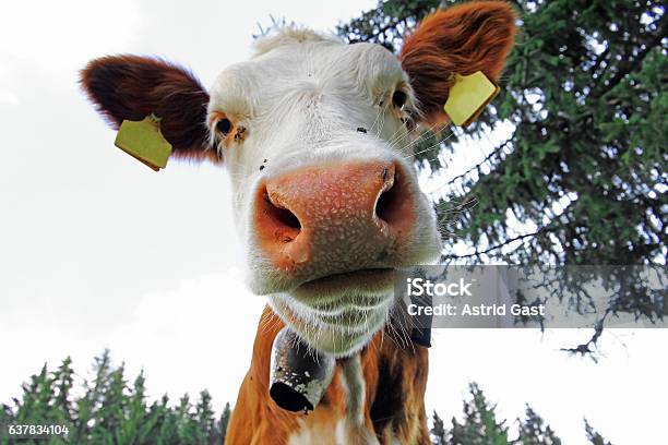 Wide Angle View Of A Young Simmental Cattle Stock Photo - Download Image Now - Agriculture, Animal, Animal Body Part