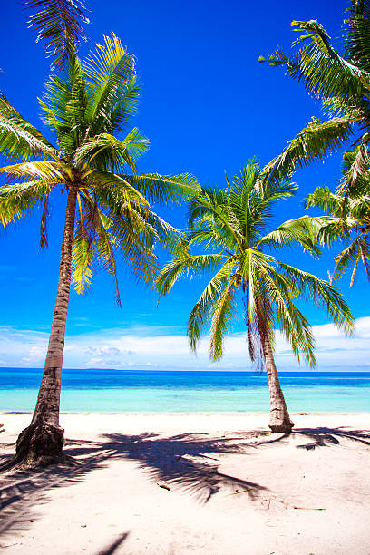 istock Beautiful tropical beach with palm trees, white sand, turquoise ocean 637834124