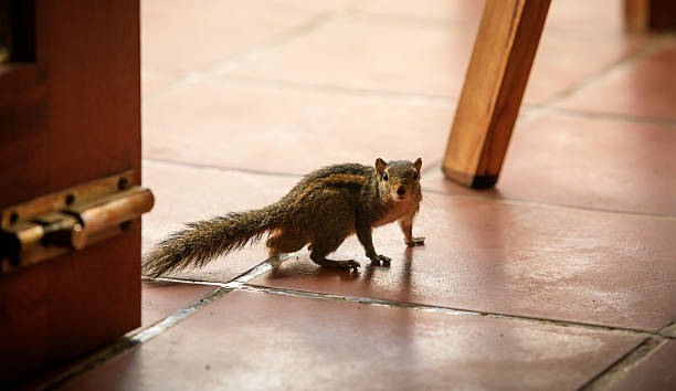 istock cute three striped squirrel in a garden 637834208