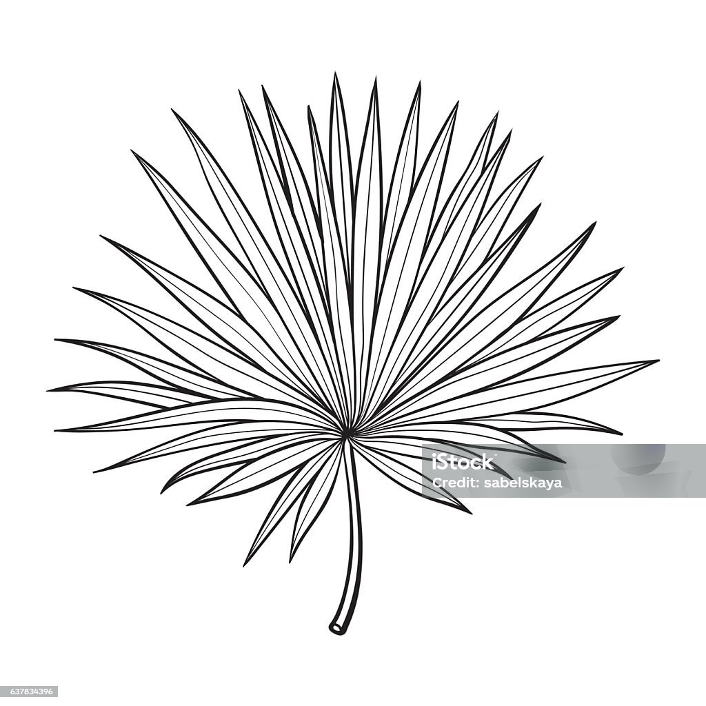 Lá Hình Quạt Của Cây Cọ Minh Họa Vector Kiểu Phác Thảo Hình minh ...