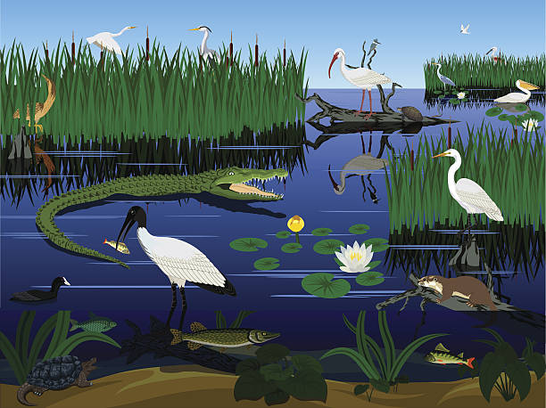 illustrazioni stock, clip art, cartoni animati e icone di tendenza di zona umida vettoriale pantanal florida everglades paesaggio con animali - lago illustrazioni