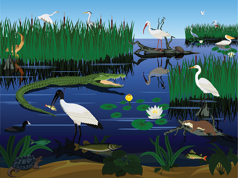 vector wetland Pantanal Florida Everglades landscape with animals