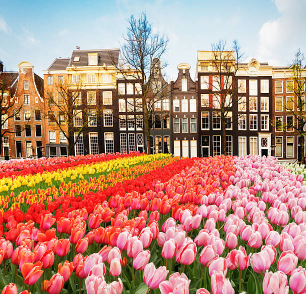istock Houses of Amstardam, Netherlands 637836286