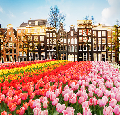 Facades of dutch houses over canal with fresh tulip flowers, Amstardam, Netherlands
