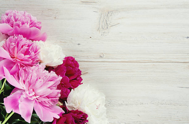 istock colorful peonies on white wooden surface 637836446