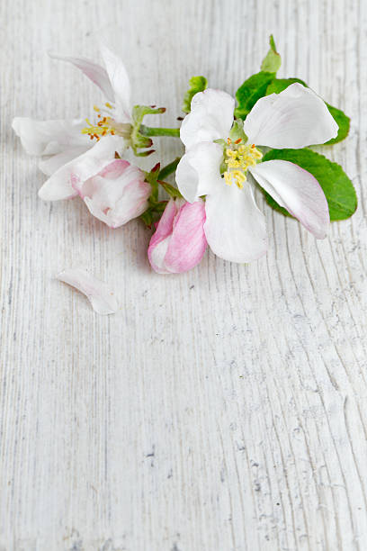 apple blossoms on white wooden surface