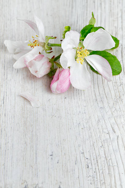flores de maçã em superfície de madeira branca - beautiful outdoors vertical close up - fotografias e filmes do acervo