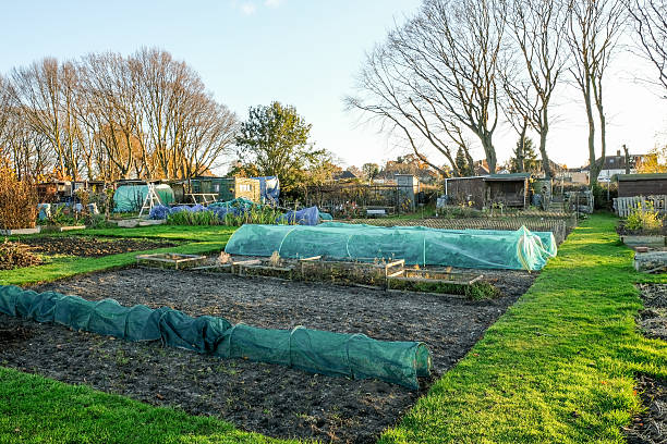 istock Allotment view in autumn on a bright November day. 637837250