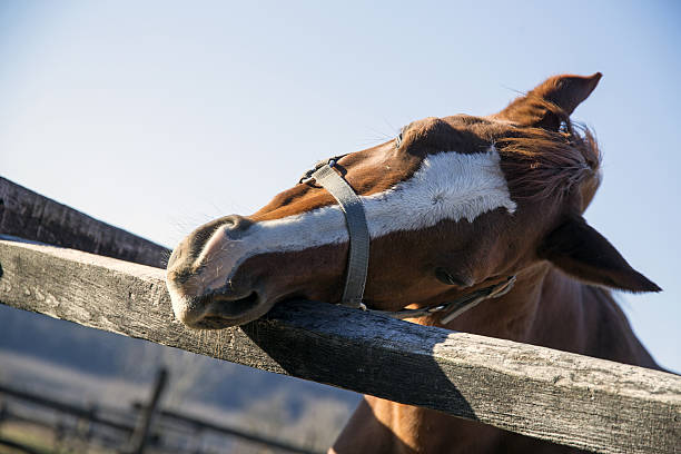 istock Purebred saddle horse leans over railing 637837390
