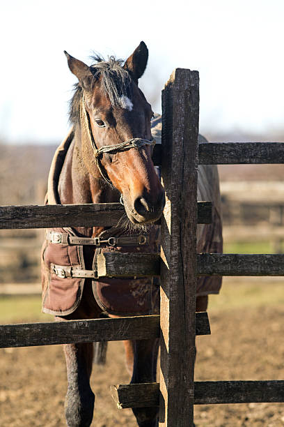 istock Sunny winter day on a horse farm 637838276